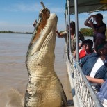 най- големият крокодил