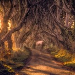 тъмната алея