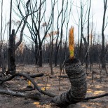 Има ли още пожари в Австралия