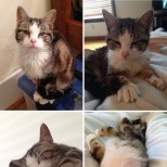 осиновено котенце