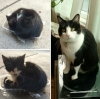 Силата на обичта: 30 невероятно трогателни снимки на котенца, преди и след като са ги осиновили (Снимки):