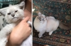 Силата на обичта: 30 невероятно трогателни снимки на котенца, преди и след като са ги осиновили (Снимки):