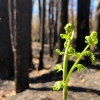 Животът се завръща в горите на Австралия-30 окуражаващи снимки