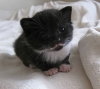 Малко време за позитивизъм! 15-те най- сладки котета, които някога сте виждали (снимки)