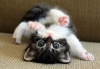 Малко време за позитивизъм! 15-те най- сладки котета, които някога сте виждали (снимки)