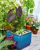 16 идеи как да си направим водна саксия за вкъщи или градината (снимки)