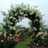 цветна арка в градината