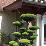 оригинален храст в двора