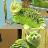 котка игуана