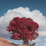 самотно дърво природа