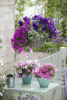 10 снимки, които ще ви вдъхновят да добавите поне малко лилав цвят към терасата си