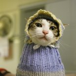 Тази котка носи пуловер