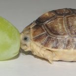 Костенурка с размер на гроздово зърно