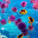 Цветове под водата