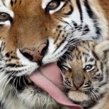 Грижовна мама тигър