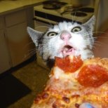 Котка яде пица