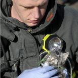Пожарникар дава кислород на коте