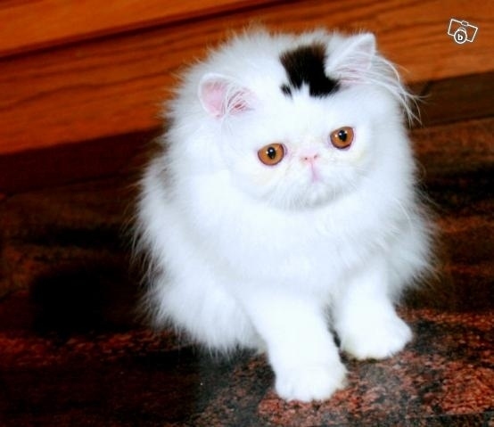 Котка с петно шапка