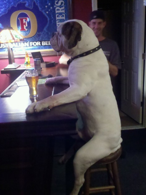 Куче седи в бар