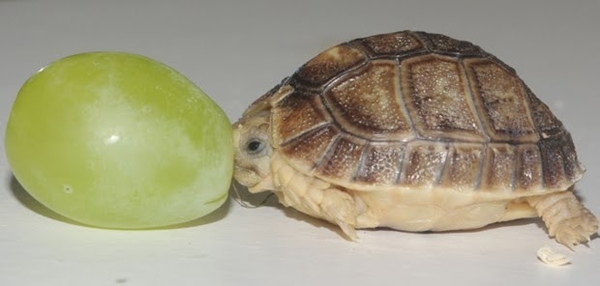 Костенурка с размер на гроздово зърно