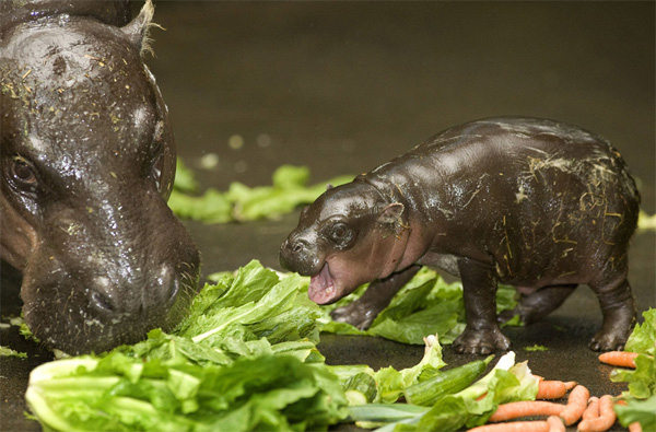 Хипопотам пигмей се храни с маруля