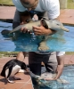 Бебе пингвин среща, бебе делфин