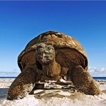 Гигантска костенурка на Сейшелските острови