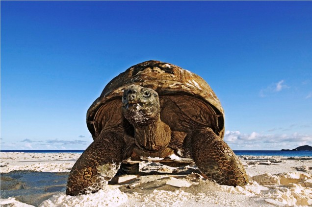 Гигантска костенурка на Сейшелските острови